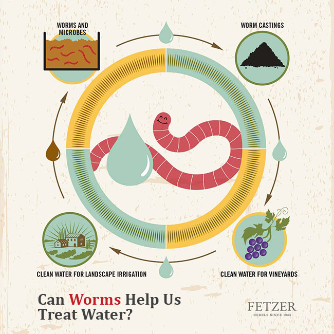 Regenerating our soil - Giving back